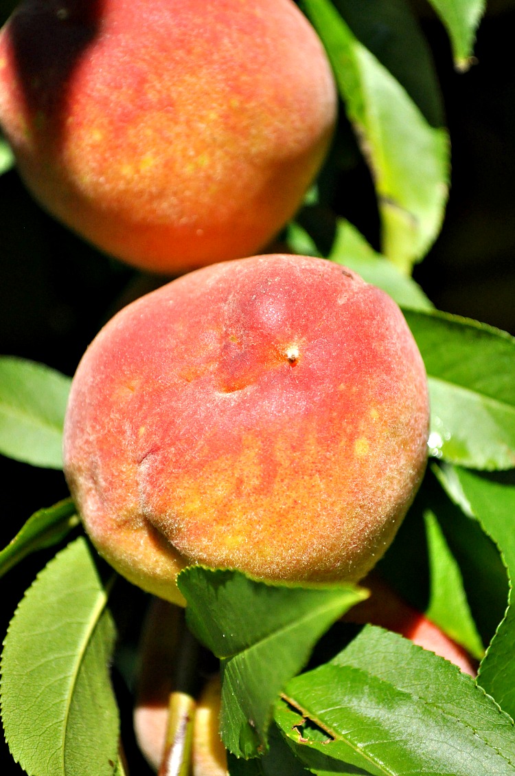 Peaches on Tree